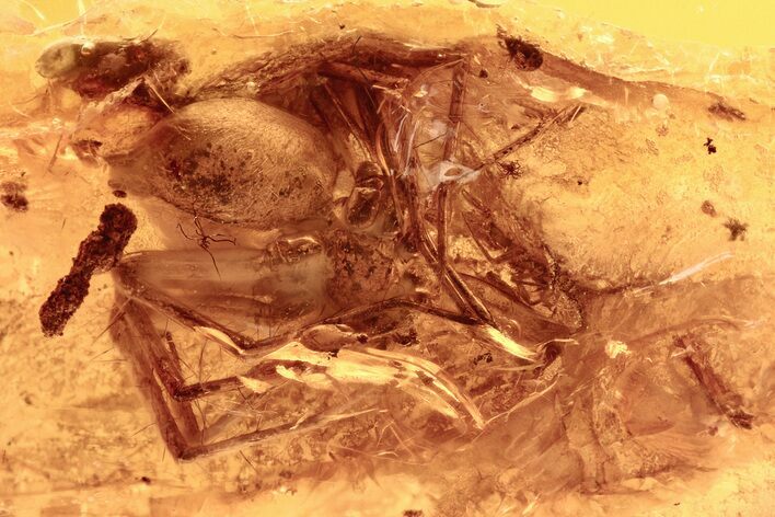 Detailed Fossil Spider (Araneae) In Baltic Amber #284568